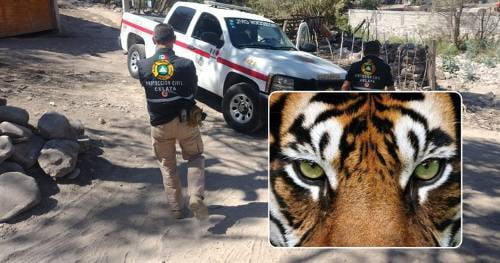Video: Alerta por tigre suelto en Guanajuato, Celaya y Querétaro